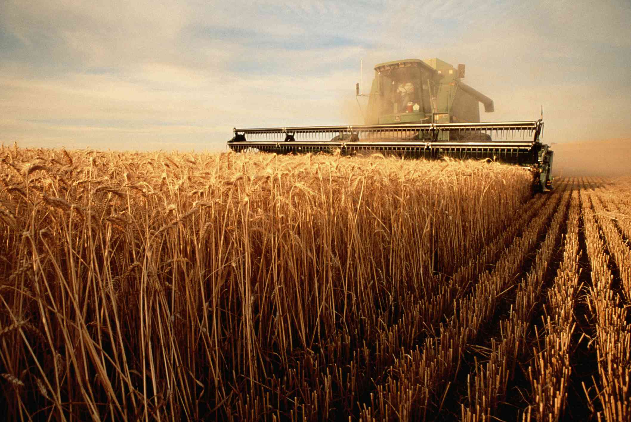 wheat-eb97a59b48694f848b9fc16ff0ececd8